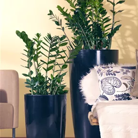 Zamioculcas zamifolia Waxz