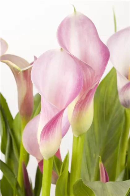 Zantedeschia aethiopica, Zimmercalla - Bellaflora