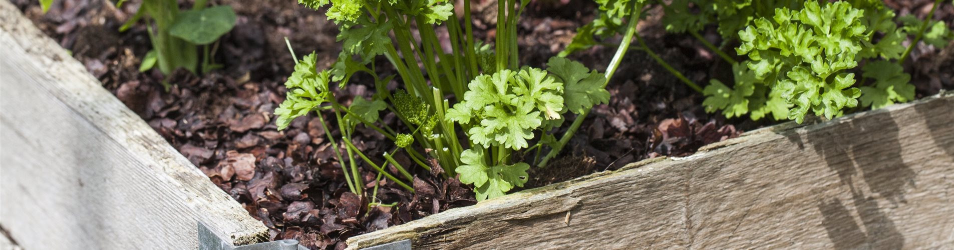 Petroselinum crispum Petroselinum crispum