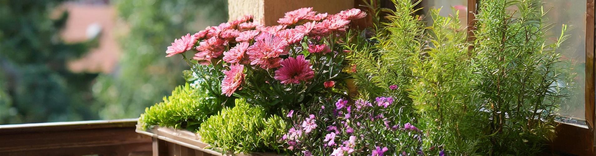 Blumekasten auf dem Balkon mit rosa Blumen Blumekasten auf dem Balkon mit rosa Blumen