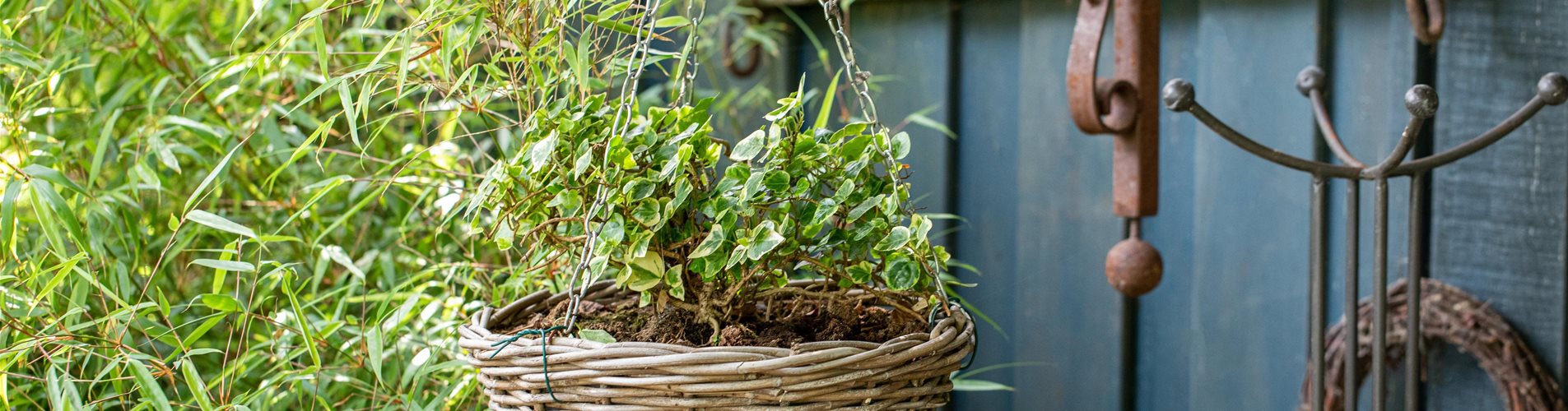 GS669236_Gartenimpression - Hängeampel_-0-275-6720-3780 GS669236_Gartenimpression - Hängeampel_-0-275-6720-3780