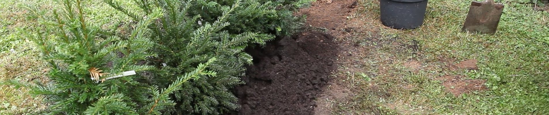 Hecke - Einpflanzen im Garten (thumbnail)