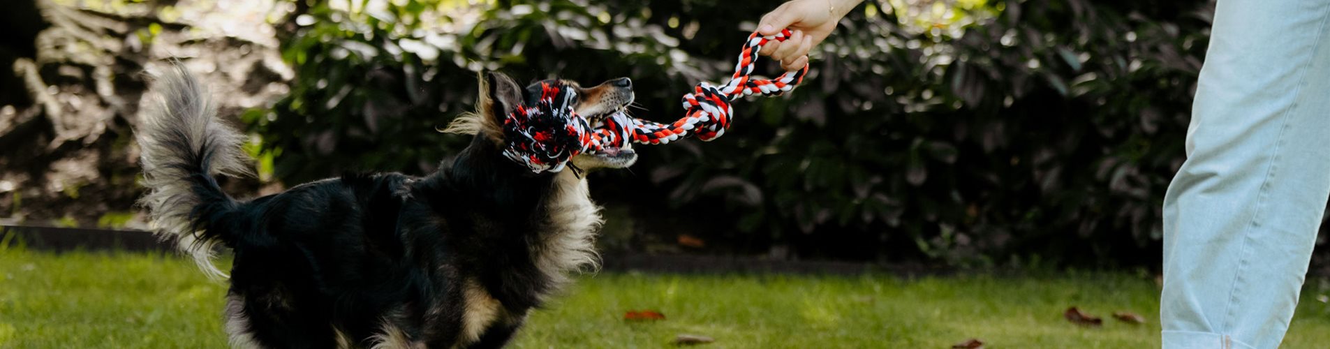 Hundespielzeug