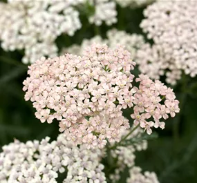 Achillea millefolium Appleblossom
