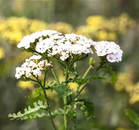Achillea millefolium Schneetaler