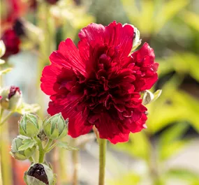 Alcea rosea Spring Celebrities Crimson