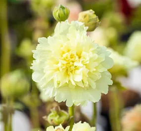 Alcea rosea Spring Celebrities Lemon
