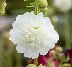 Alcea rosea Spring Celebrities White
