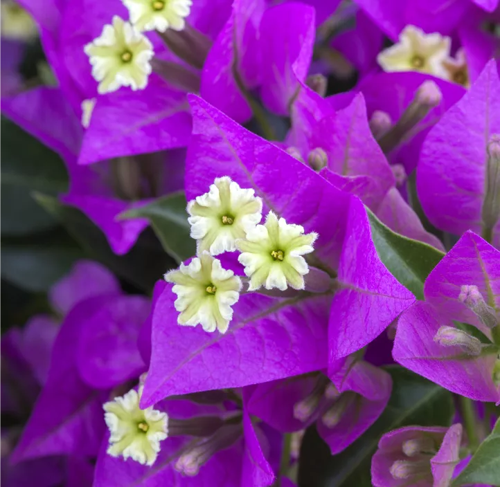 Bougainvillee 'Sanderiana'