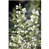 bellaflora Gartencenter GmbH