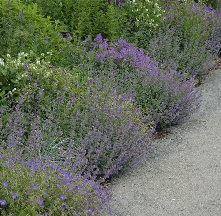 Kleinblütige Bergminze Kleinblütige Bergminze