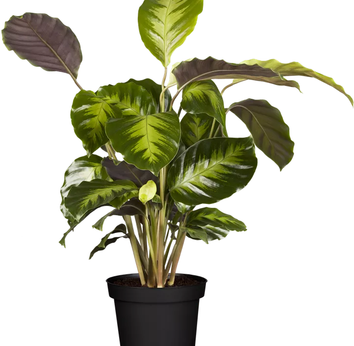 Korbmarante Korbmarante