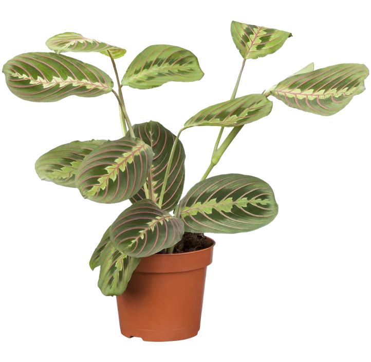 Korbmarante