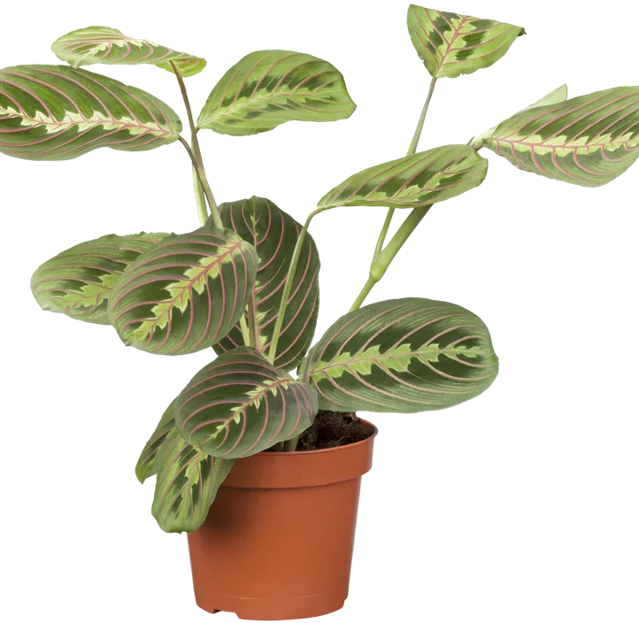 Bunte Pfeilwurz Bunte Pfeilwurz