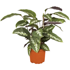 Calathea Northern Light Calathea Northern Light