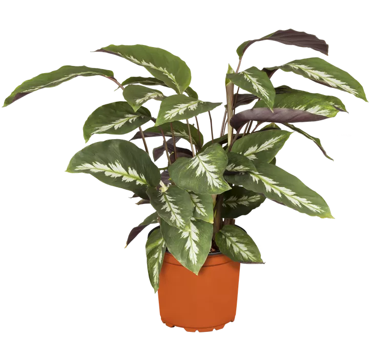 Korbmarante