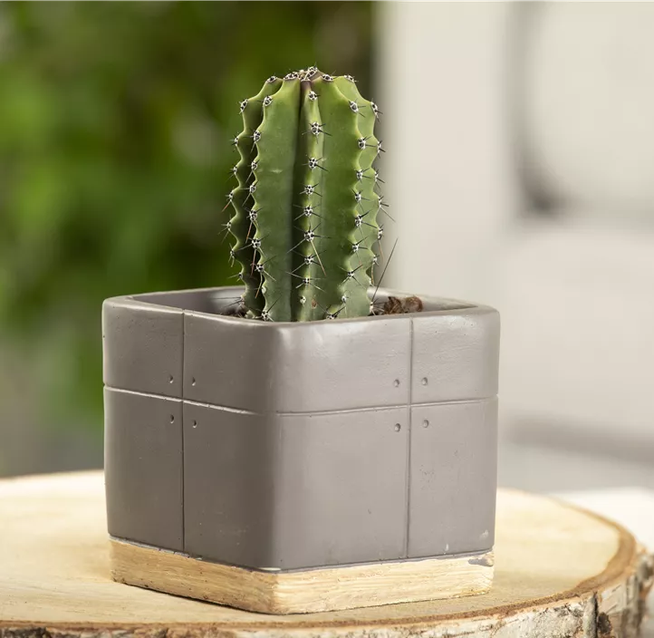 Dornenloser Kaktus Dornenloser Kaktus