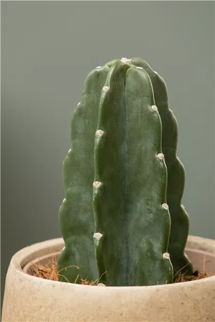 Cuddly Cactus, Dornenloser Kaktus - Bellaflora
