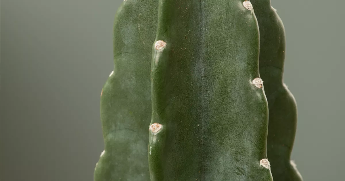 Cuddly Cactus, Dornenloser Kaktus - Bellaflora
