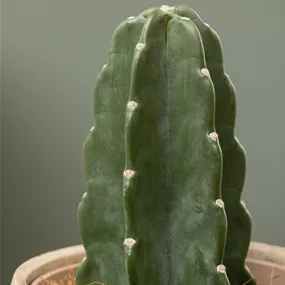 Cuddly Cactus