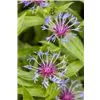 bellaflora Gartencenter GmbH