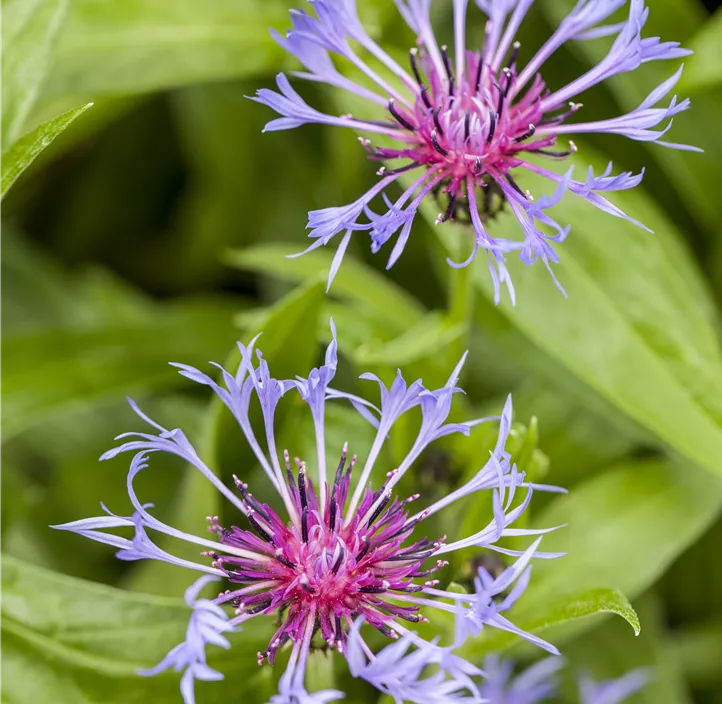 Berg-Flockenblume