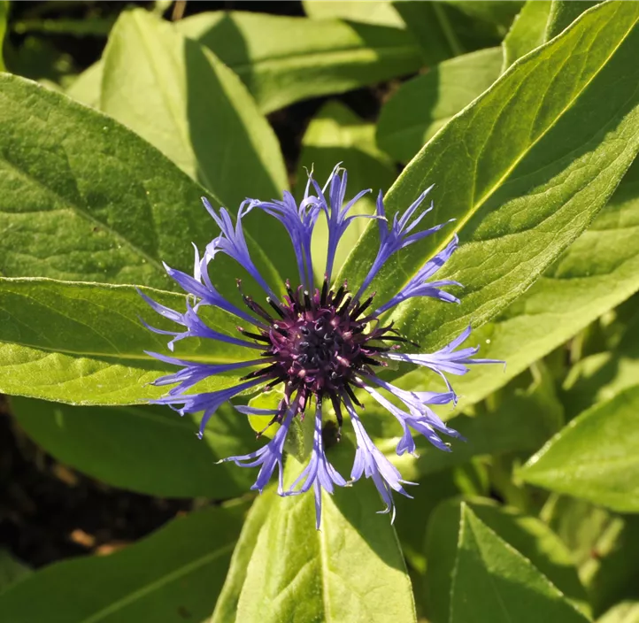 Berg-Flockenblume