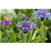 bellaflora Gartencenter GmbH