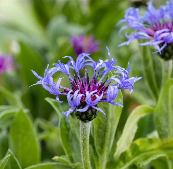 Berg-Flockenblume