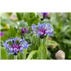 bellaflora Gartencenter GmbH