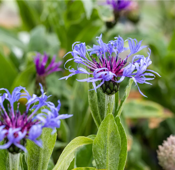 Berg-Flockenblume