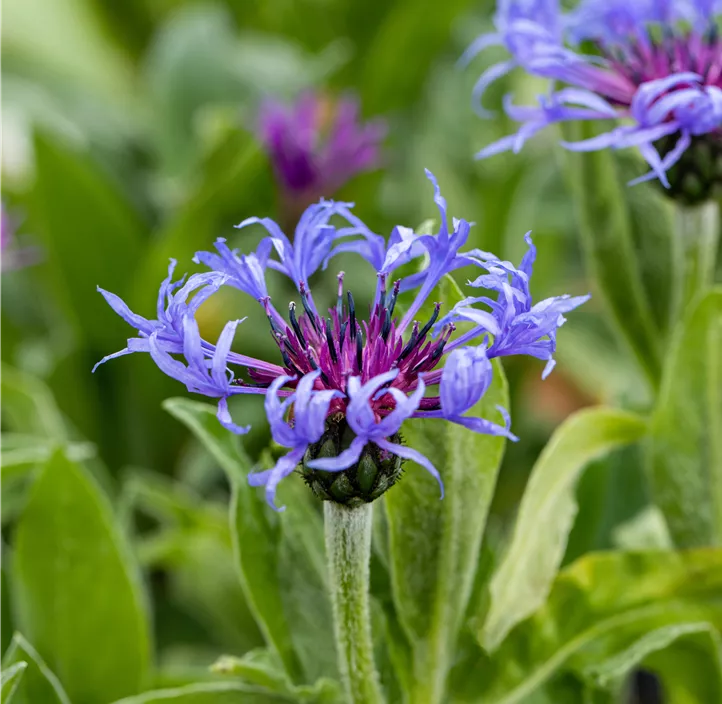 Berg-Flockenblume