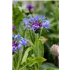 bellaflora Gartencenter GmbH