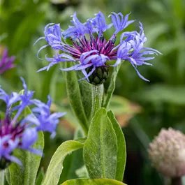 Centaurea montana