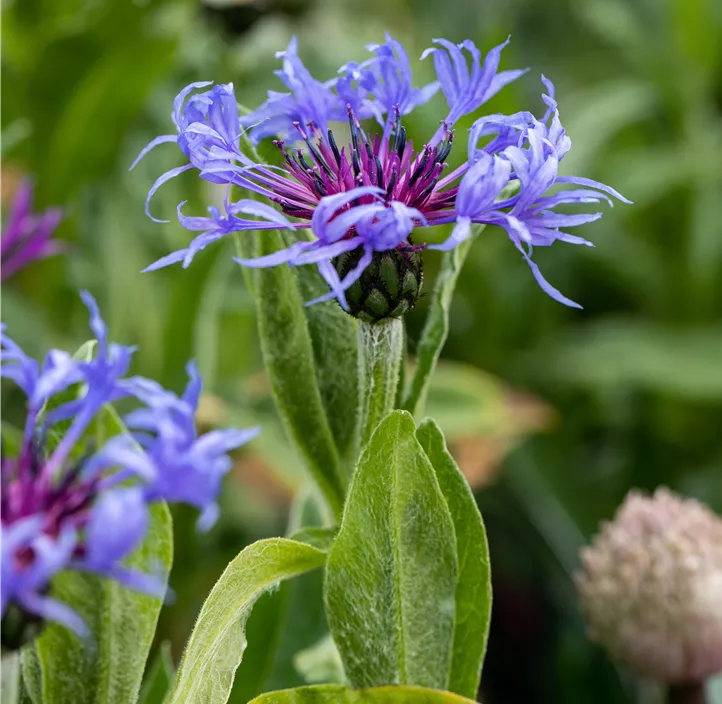 Berg-Flockenblume