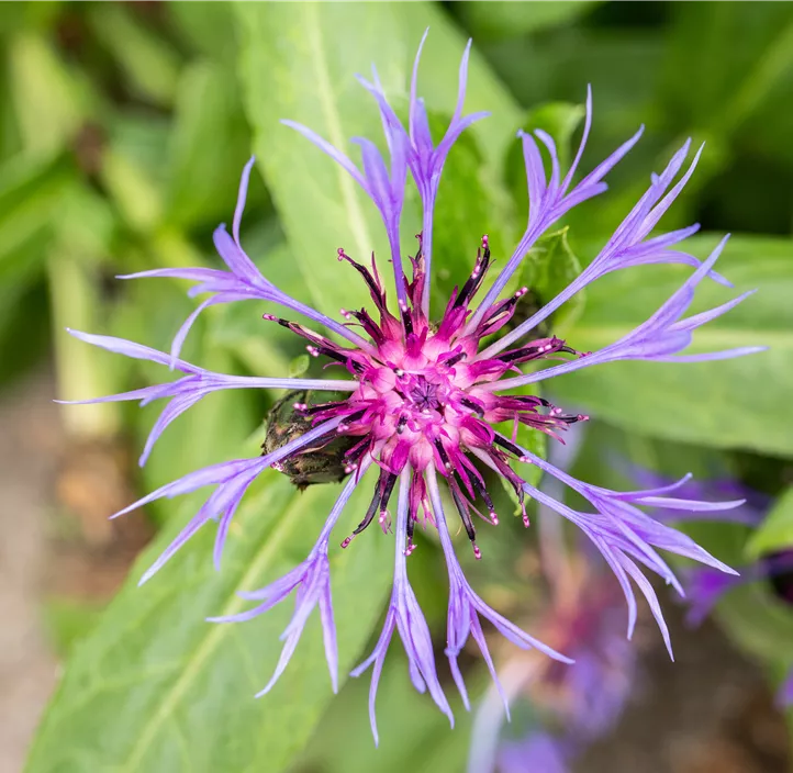Berg-Flockenblume