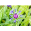 bellaflora Gartencenter GmbH