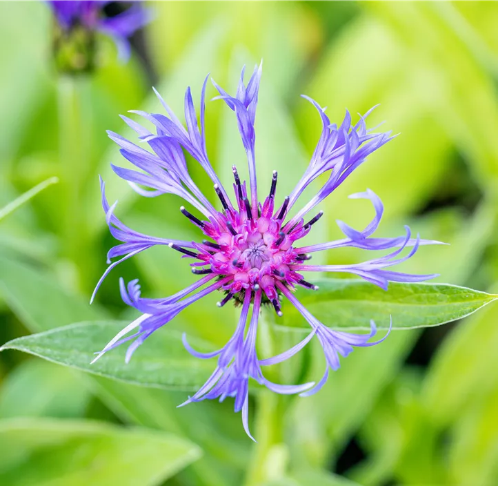 Berg-Flockenblume