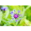 bellaflora Gartencenter GmbH