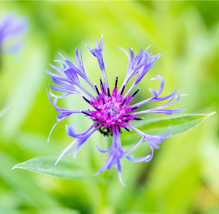 Berg-Flockenblume