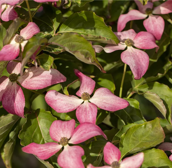 Japanischer Blumen-Hartriegel 'Scarlet Fire'® Japanischer Blumen-Hartriegel 'Scarlet Fire'®