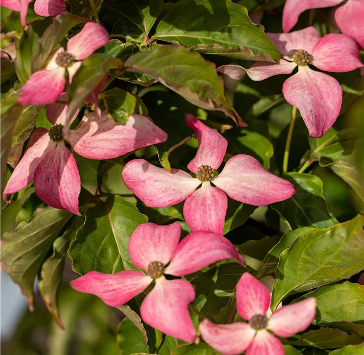 Japanischer Blumen-Hartriegel 'Scarlet Fire'® Japanischer Blumen-Hartriegel 'Scarlet Fire'®