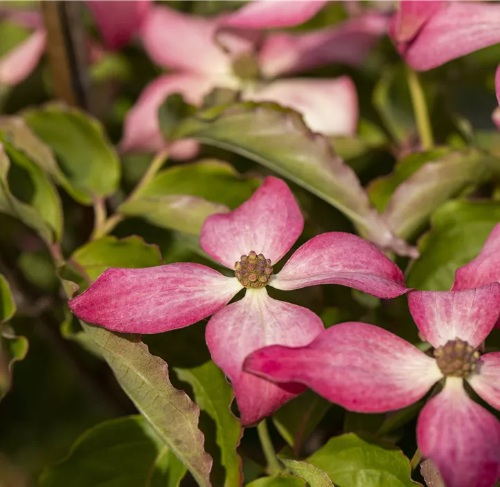 Japanischer Blumen-Hartriegel 'Scarlet Fire'® Japanischer Blumen-Hartriegel 'Scarlet Fire'®