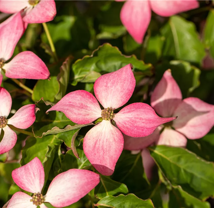 Japanischer Blumen-Hartriegel 'Scarlet Fire'® Japanischer Blumen-Hartriegel 'Scarlet Fire'®