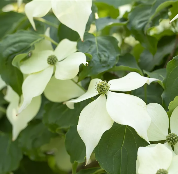 Japanischer Blumen-Hartriegel 'Venus'® Japanischer Blumen-Hartriegel 'Venus'®