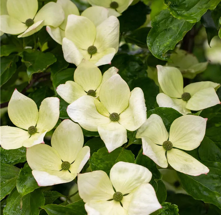 Japanischer Blumen-Hartriegel 'Venus'® Japanischer Blumen-Hartriegel 'Venus'®