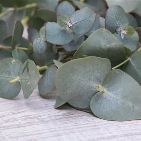 Eucalyptus cinerea im Bund Eucalyptus cinerea im Bund