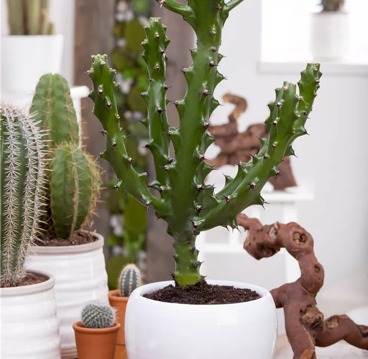 Euphorbia lactea Euphorbia lactea