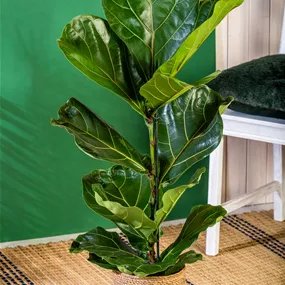 Ficus lyrata Stamm