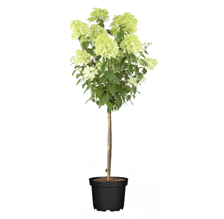 Ballhortensie 'Annabelle'